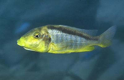 Taeniolethrinops furcicauda 'Chiofu'